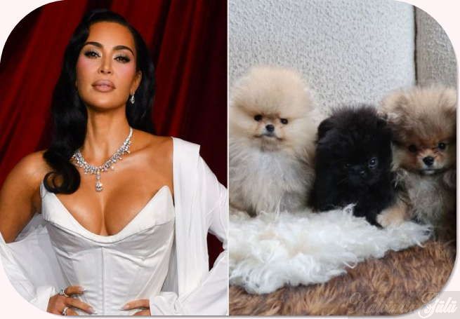 Kim Kardashian, çocuklarına Noel için dört yavru köpek hediye etti. : Son Dakika Magazin Haberleri.