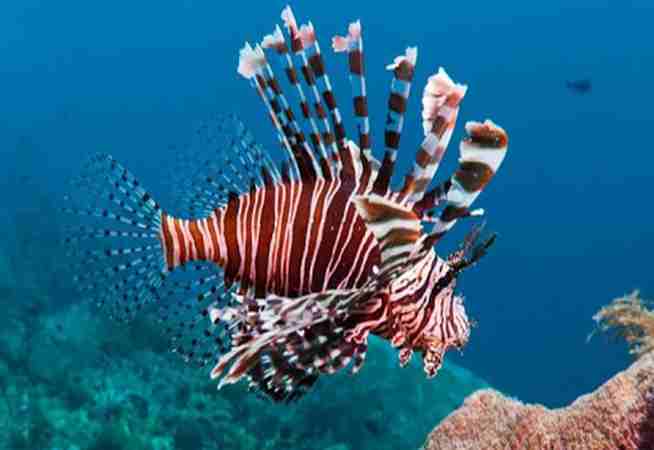 Kusadasinda zehirli Pterois Miles gorundu - Güncel Haberler!