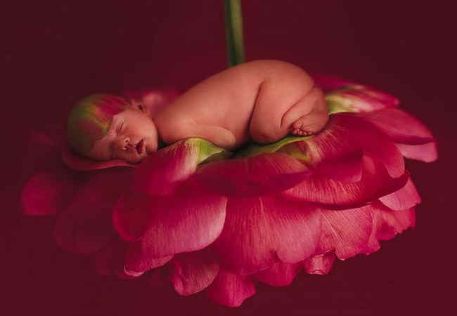 Kırmızı güle asılı yatan bebek.