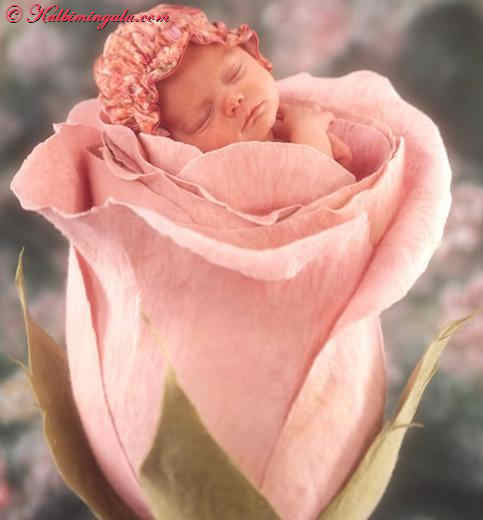 Pembe gül içinde yatan bebek.