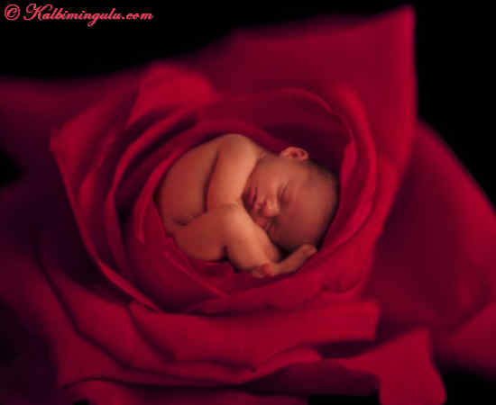 Tomurcuk kırmızı gül bebek.