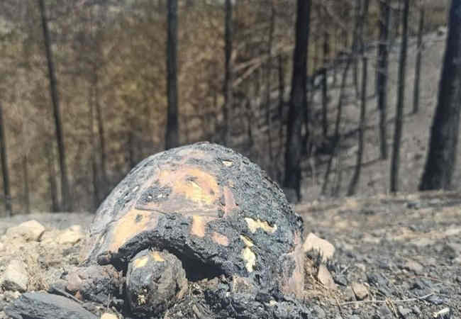 Orman yangınında yanan hayvanlar yürekleri dağladı