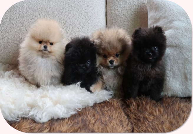 Kim Kardashian, çocuklarına Noel için dört yavru köpek hediye etti.