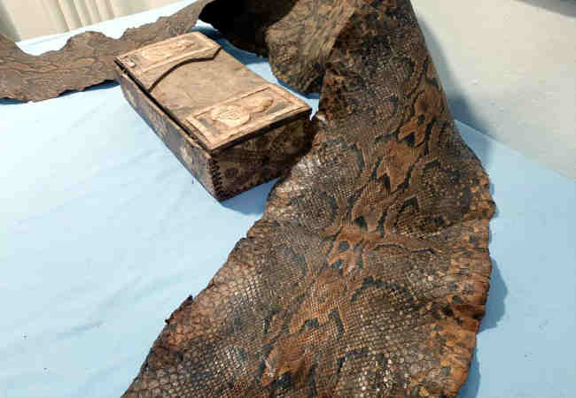 piton yılan derisi İbranice yazı ve şeytan figürleri bulundu